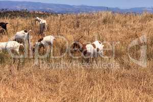 Goats cluster along a hillside and eat dry grass