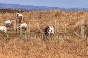 Goats cluster along a hillside and eat dry grass