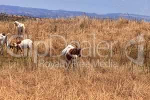 Goats cluster along a hillside and eat dry grass