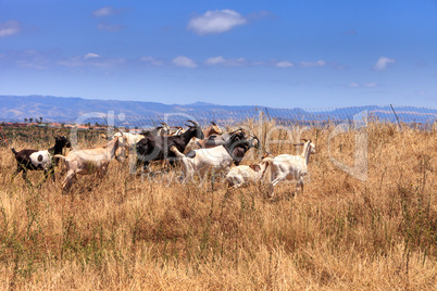 Goats cluster along a hillside and eat dry grass
