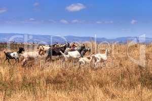 Goats cluster along a hillside and eat dry grass