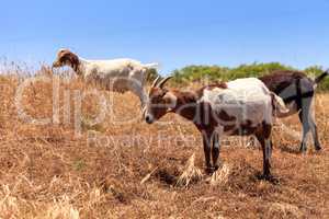 Goats cluster along a hillside and eat dry grass