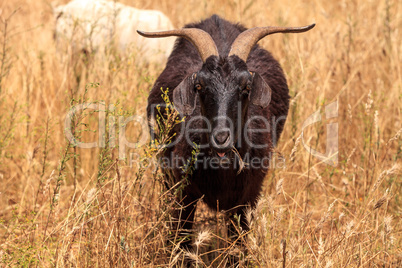 Goats cluster along a hillside and eat dry grass