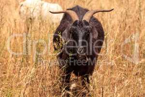 Goats cluster along a hillside and eat dry grass