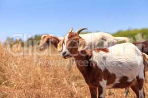 Goats cluster along a hillside and eat dry grass