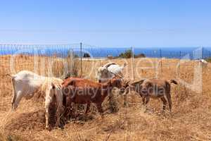 Goats cluster along a hillside and eat dry grass