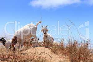 Goats cluster along a hillside and eat dry grass