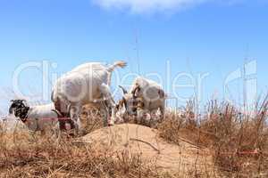 Goats cluster along a hillside and eat dry grass