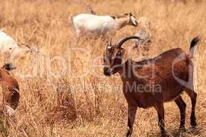 Goats cluster along a hillside and eat dry grass