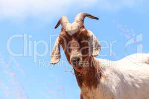 Goats cluster along a hillside and eat dry grass