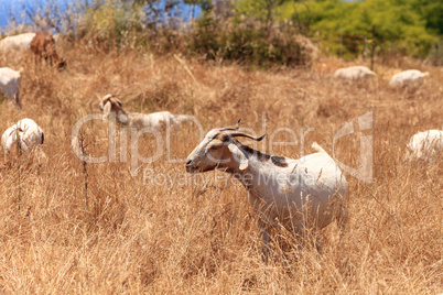 Goats cluster along a hillside and eat dry grass