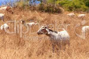 Goats cluster along a hillside and eat dry grass