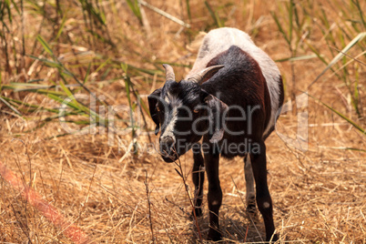 Goats cluster along a hillside and eat dry grass