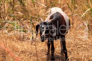 Goats cluster along a hillside and eat dry grass