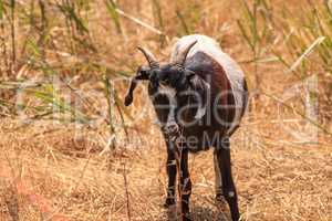 Goats cluster along a hillside and eat dry grass