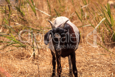 Goats cluster along a hillside and eat dry grass