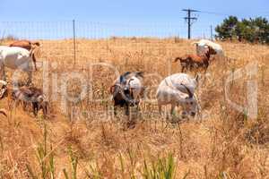 Goats cluster along a hillside and eat dry grass