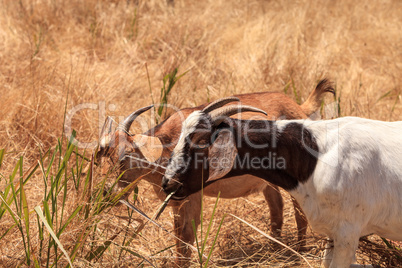 Goats cluster along a hillside and eat dry grass