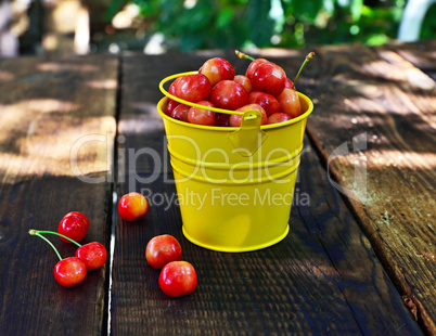 Ripe pink cherry in a metal yellow bucket