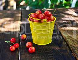 Ripe pink cherry in a metal yellow bucket