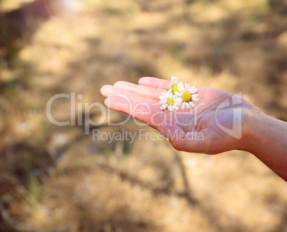 Three white daisies on a human palm in the sun