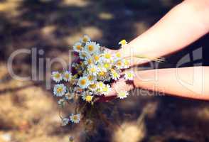 Bouquet of field white daisies in human hands