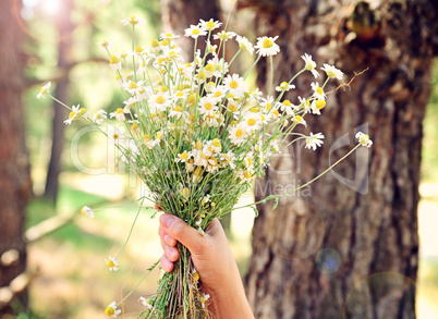 Bouquet of field chamomiles in a female hand