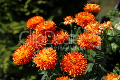 Strohblumen im Balkonkasten