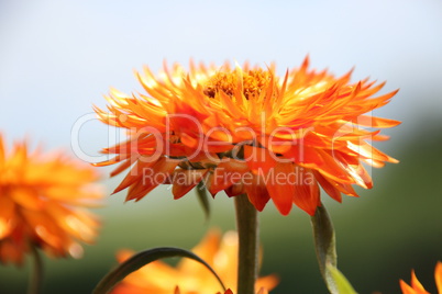 Strohblumen im Balkonkasten