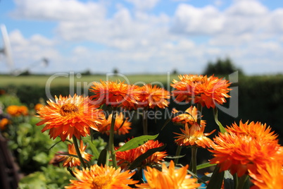 Strohblumen im Balkonkasten