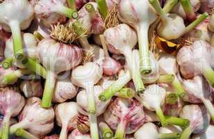Bulbs of garlic