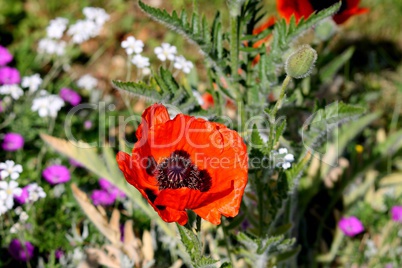 rote Mohnblume in einem Blumenbeet