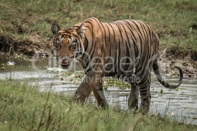 Bengal tiger climbs grassy riverbank in sunshine