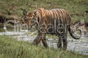 Bengal tiger climbs grassy riverbank in sunshine