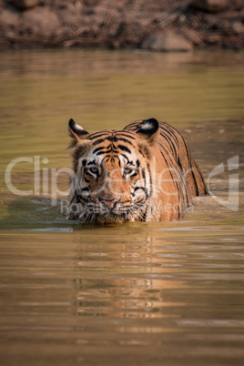Bengal tiger crosses water hole towards camera