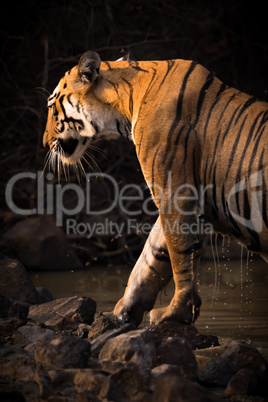 Bengal tiger exits water hole dripping wet