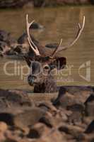 Male sambar deer in rocky water hole