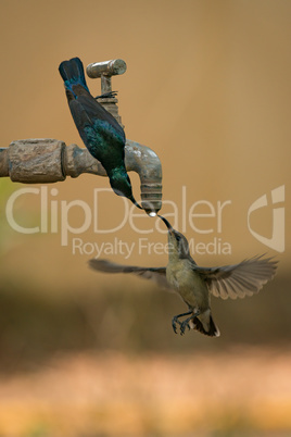 Pair of purple sunbirds drink tap water