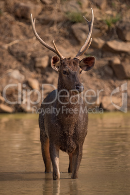Male sambar deer standing in shallow water