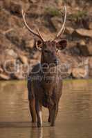 Male sambar deer standing in shallow water