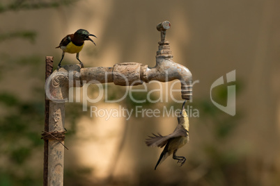 Sunbird watches another drink from outdoor tap