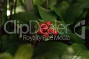 Blood lily Haemanthus puniceus berries