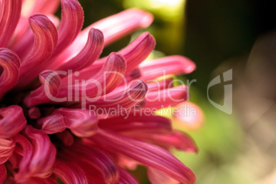 Brazilian plume flower Justicia carnea blooms with pink flowers