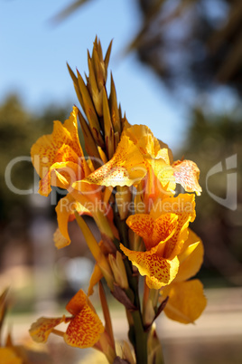 Yellow and orange tropical canna flower called Maui Punch