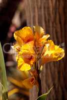 Yellow and orange tropical canna flower called Maui Punch