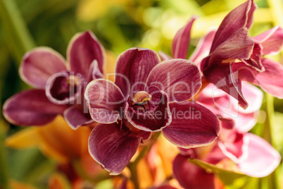 Pink Cymbidium orchid flower blooms in a botanical garden