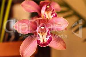 Pink Cymbidium orchid flower blooms in a botanical garden