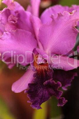 Pink Cattleya orchid flower blooms in a botanical garden