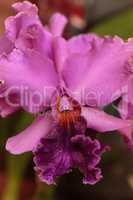 Pink Cattleya orchid flower blooms in a botanical garden