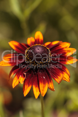 Echibeckia daisy flower is a cross between Echinacea and Rudbeck